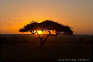 albero in africa