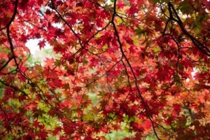 7111609-una-vista-da-sotto-un-albero-di-acero-in-autunno