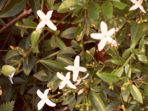 piante