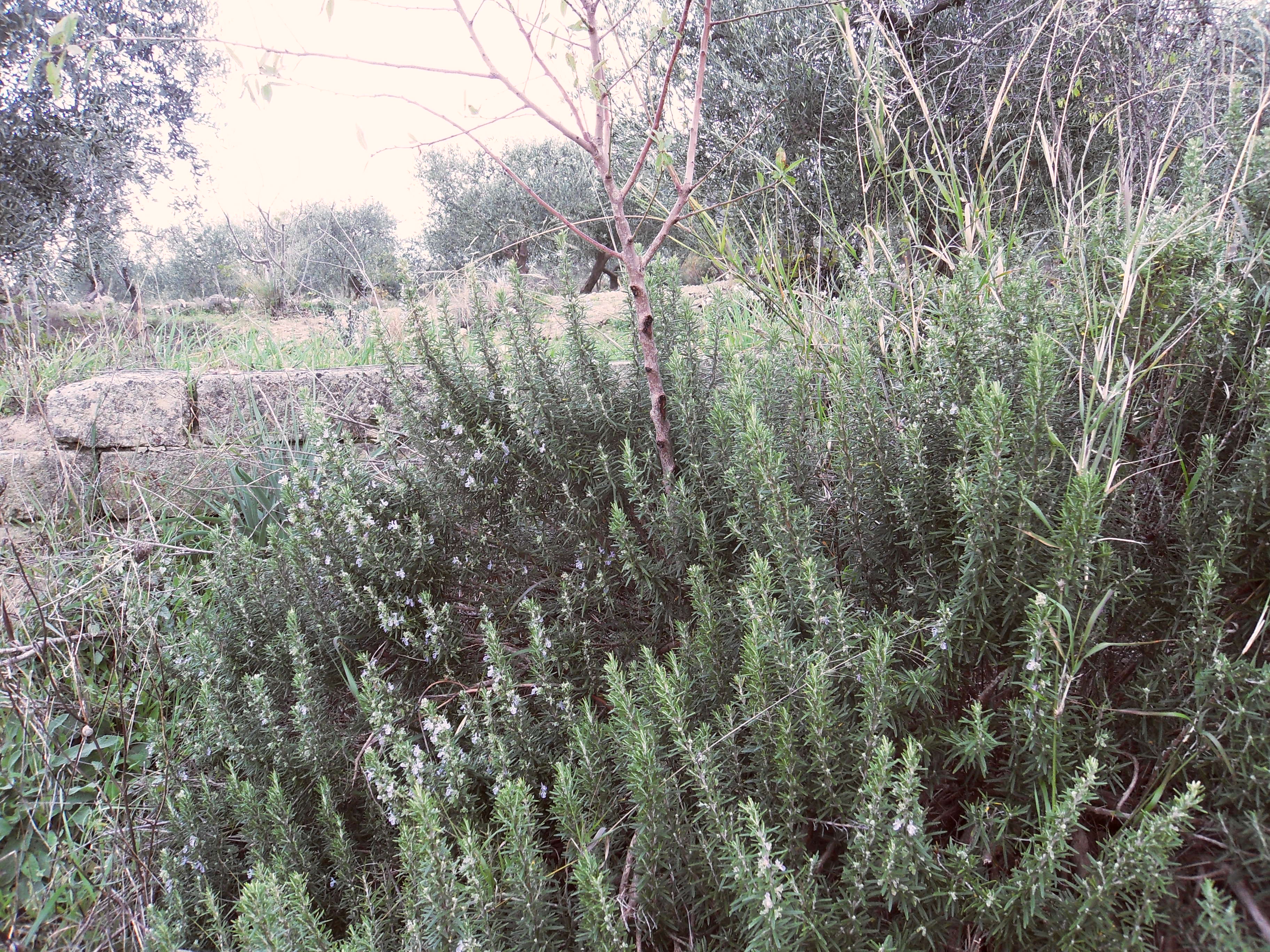 I brevissimi 2004 – Il sapore della coda di lucertola di Andrea Serra_Cavaglià(BI)