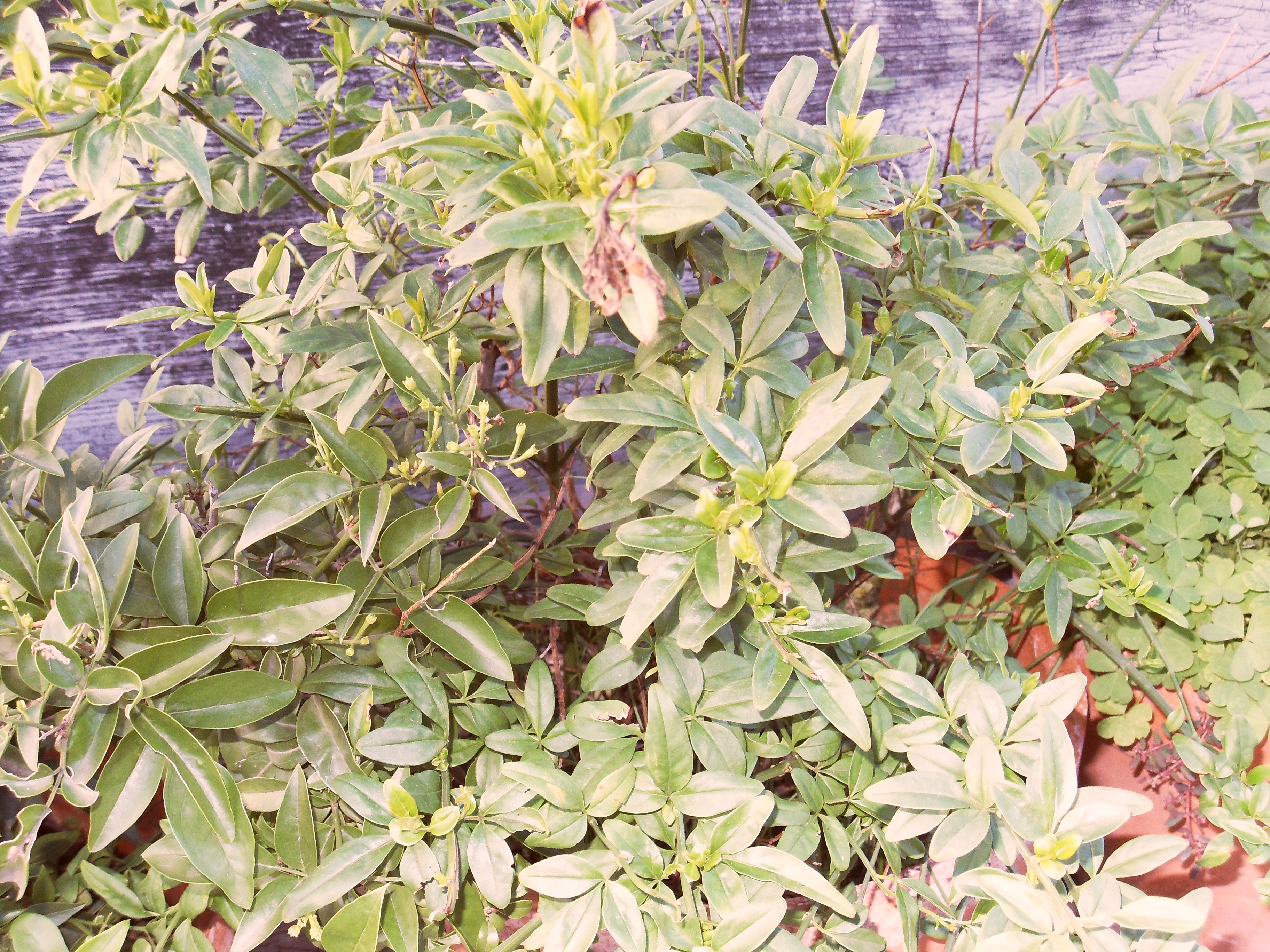Sahara Consilina(Palomar Edizioni)