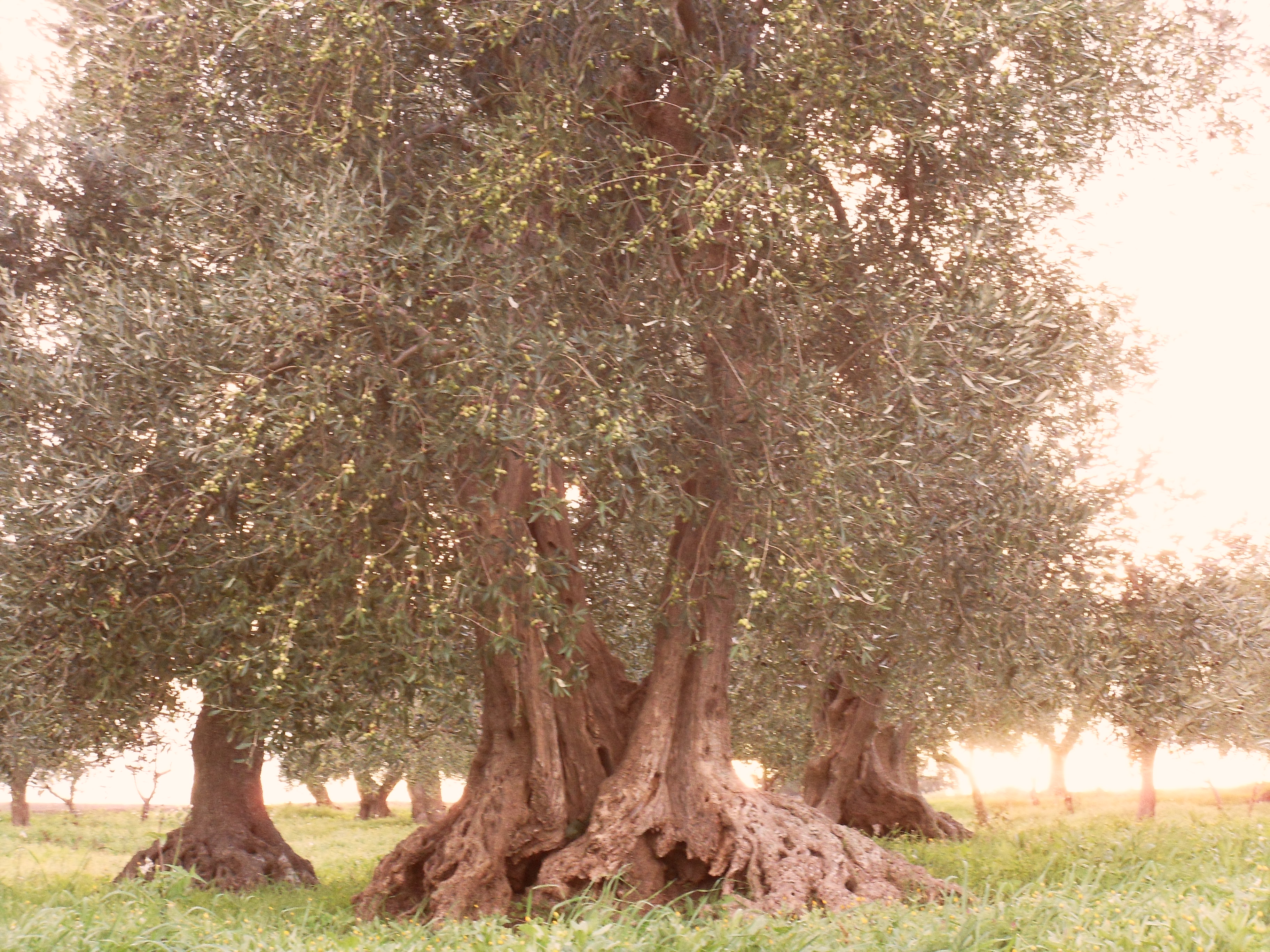 Insekta_Francesco Troccoli, Roma