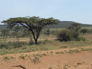 paesaggi africani