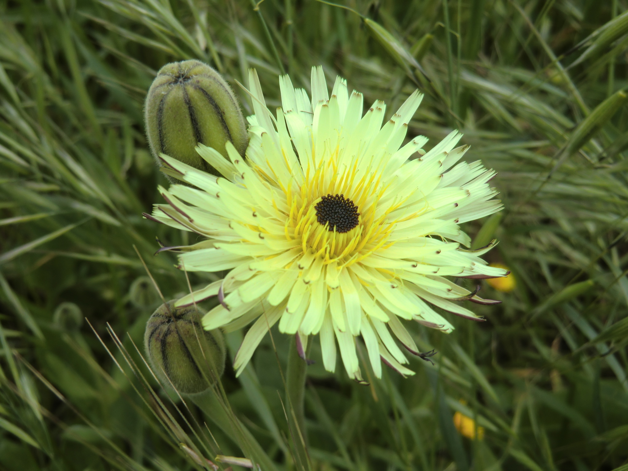 La Murgia a primavera. Il video