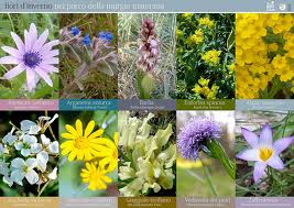 La Murgia a primavera, passeggiata floristica a sud di Matera_Il luogo