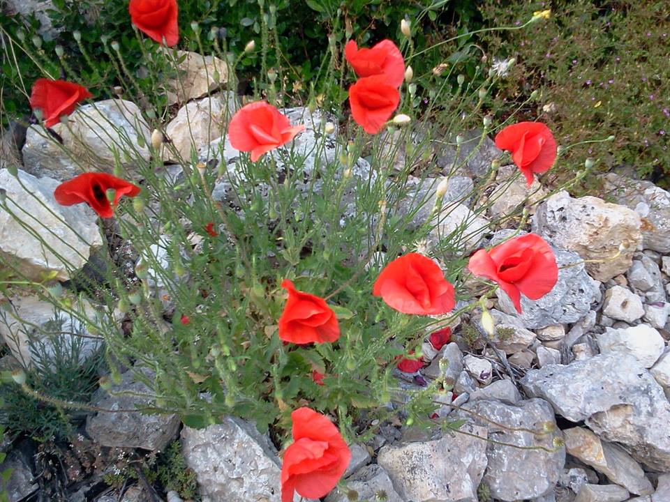 Presentazione del libro in formato digitale: Fiori spontanei di Murgia | Giovedì 17 maggio 2018 | Ore 10.00 | Liceo Statale Cagnazzi, Altamura