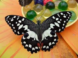 Zygaena_Carolina Figueras Morató, Barcellona(Spagna)