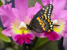 Zygaena_Carolina Figueras Morató, Barcellona(Spagna)