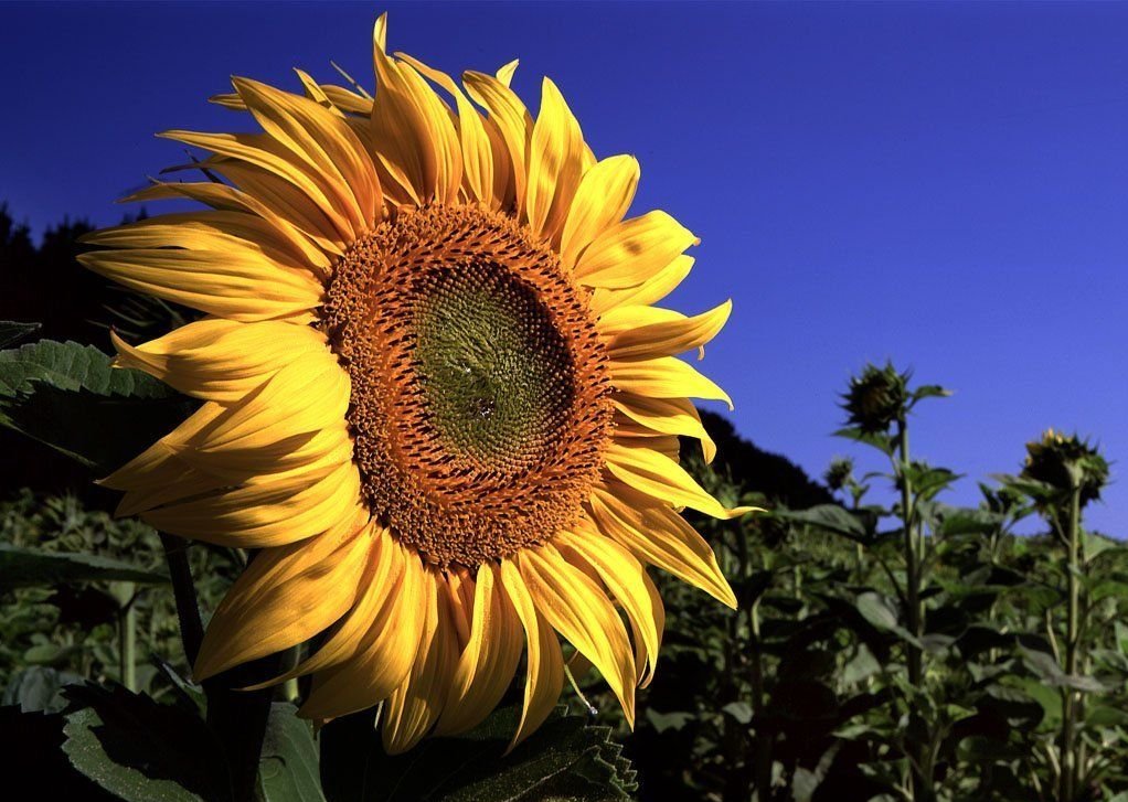 Un fiore a lungo atteso_Alessandro Vittori, Roma